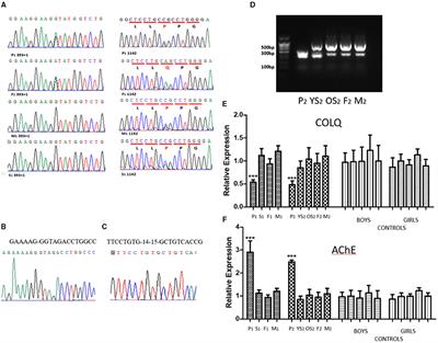 Mechanisms of Congenital Myasthenia Caused by Three Mutations in the COLQ Gene